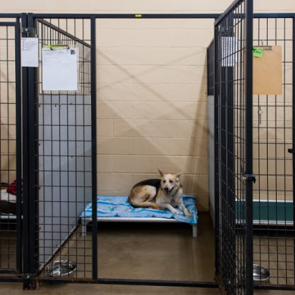 4-x-5-suite 4X5 Dog Boarding Suite