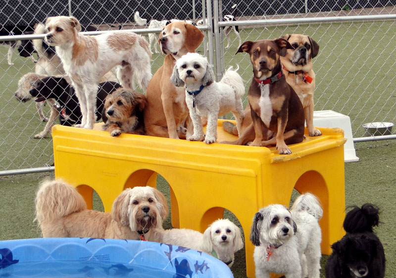 Bloomington’s Best-Reviewed Dog Daycare | Lucky Dog Pet Lodge