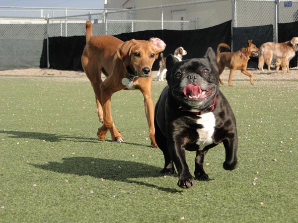 Dog Boarding and Daycare in Bloomington, MN