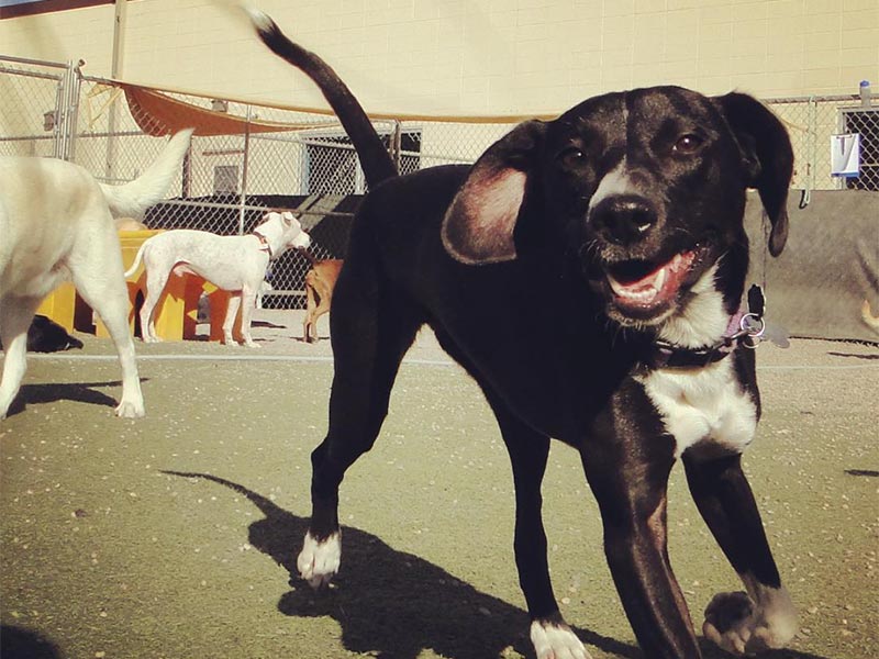 happy dog at daycare