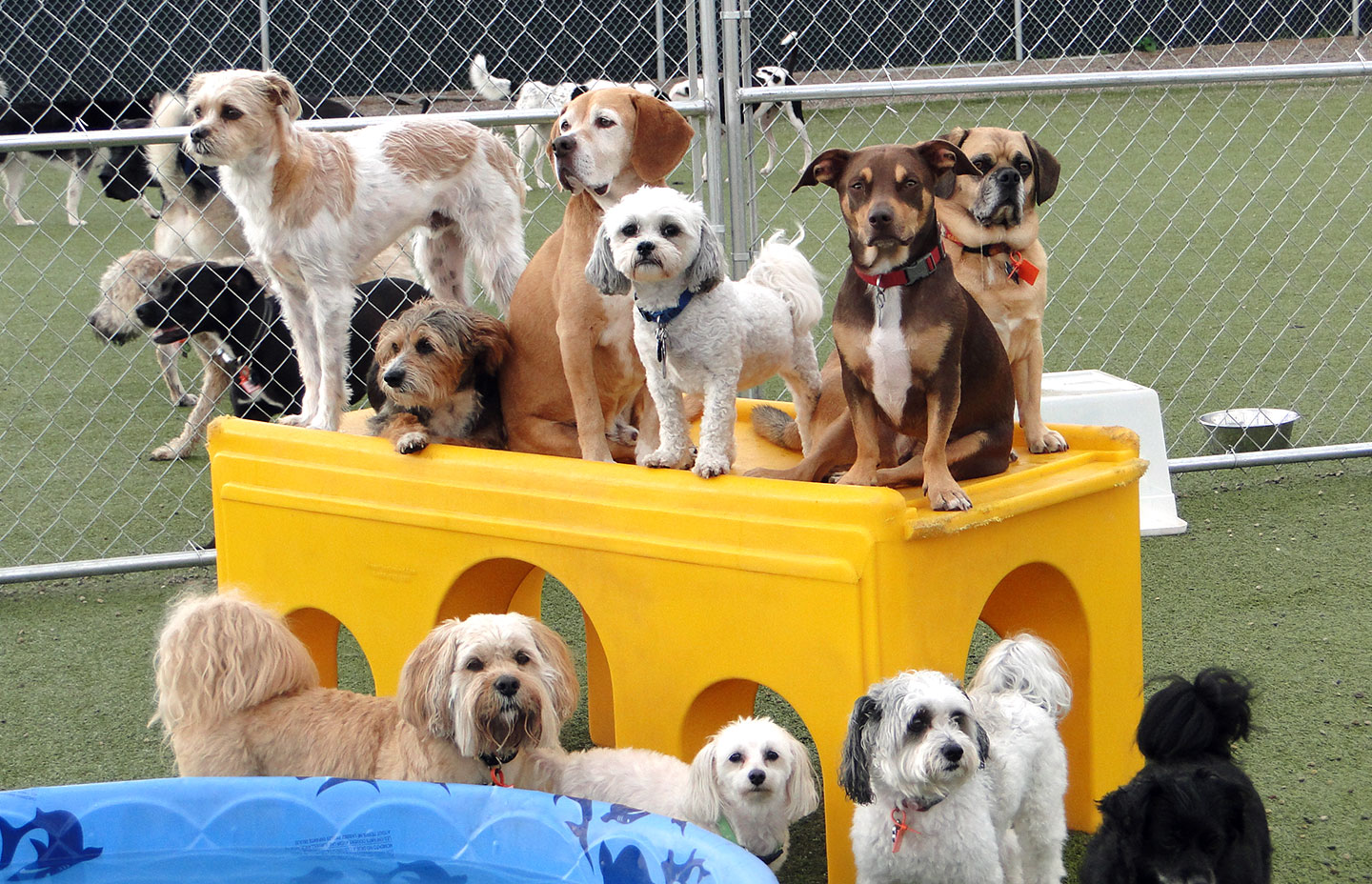 group of small dogs playing on box