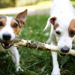 Two dogs playing with the same stick