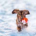 Winter Dog Exercise Tips