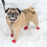 Dog in booties to protect paws from winter