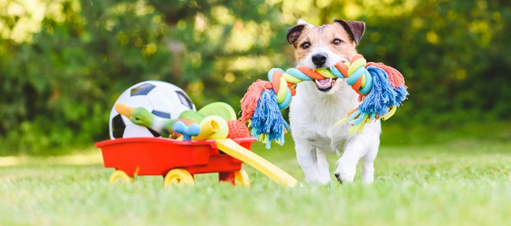 best interactive dog toys 2019