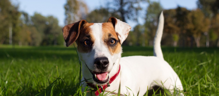 spring valley farm dog care