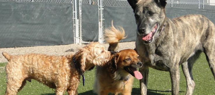 working at a dog daycare