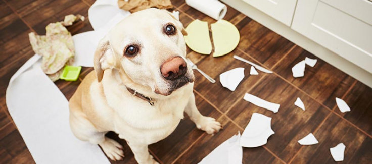 Dog boarding for shop dogs with separation anxiety